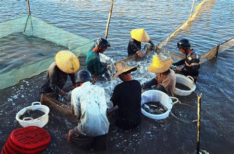 《2018年世界渔业和水产养殖状况》报告发布