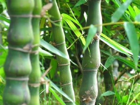 值钱的竹子有什么 名贵竹子排名-农百科
