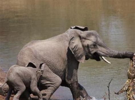 大象妈妈喝水被鳄鱼咬住鼻子不放，机智的小象一招制敌救了妈妈|鳄鱼|大象|小象_新浪新闻