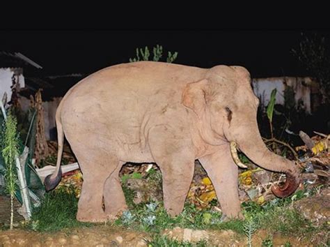 3岁小象莫莉遭虐待，画面令人痛心，艺术家们齐为动物发声！_凤凰网