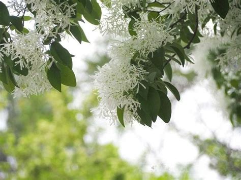 流苏是一种古老的树种，又名“四月雪”。其花型犹如流苏穗子高雅不俗，清香令人心旷神怡。