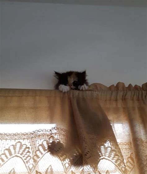 猫咪也恐高！小猫爬到高处下不来，猫妈只好爬窗救孩子|猫咪|小猫|宠物_新浪新闻