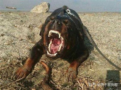 哪种犬最凶猛？凶猛恶犬排行榜！世界第一恶犬专为格斗而生-生活百科