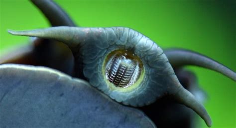 蜗牛到底有多少颗牙齿？把蜗牛嘴巴放大以后，具体数字太吓人