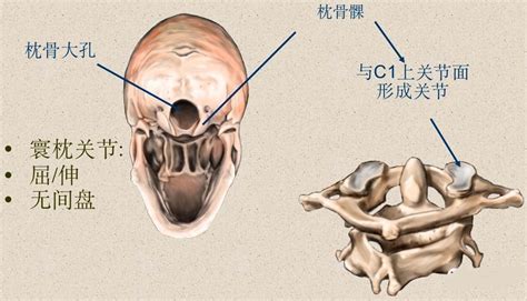 钩椎关节解剖图图片