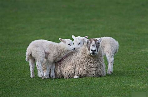 79年属羊女晚年状况，属羊的2023年犯离婚 - 玉三网