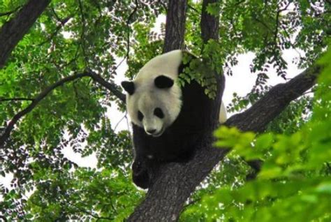 大熊猫的祖先始熊猫是什么样子的？为什么它们要吃竹子呢？|熊猫|大熊猫|祖先_新浪新闻