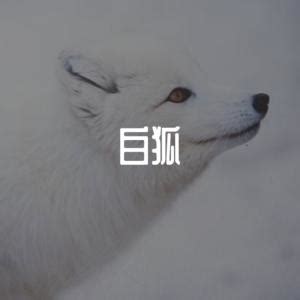 DJ 北风_白狐（DJ北风版）MP3免费下载,白狐（DJ北风版）LRC歌词下载-爱听音乐网