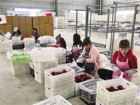天津西青区援手 阿里数农助力 天水花牛苹果要红遍全国_发展动态_甘肃经济信息网欢迎您！