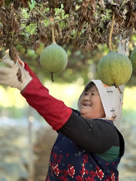 安徽亳州：瓜蒌黄 收获忙-人民图片网