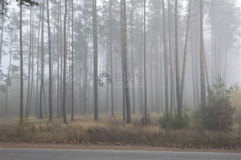 在森林里过夜后的晨雾高清图片下载-正版图片504431129-摄图网