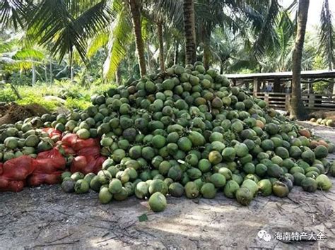 海南椰子批发多少钱一个？2022年海南椰子价格如何？_椰岛农事