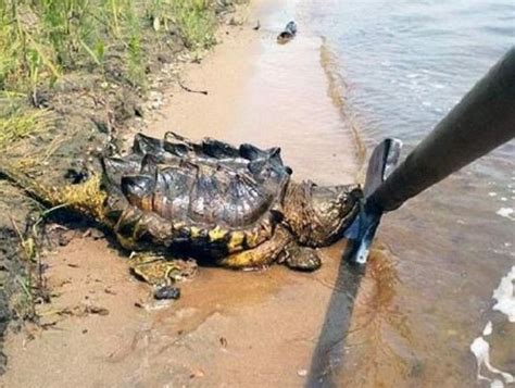 陆地巨型龟特大巨型乌龟活物大个陆地吃菜龟中国草龟下蛋龟金线龟-淘宝网