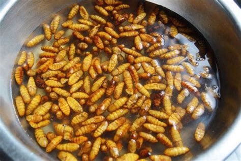 干煸蚕蛹的做法_图解干煸蚕蛹怎么做好吃-保健食谱-聚餐网