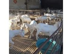 奶山羊养殖场2020今日活羊市场最新价格 - 农村网
