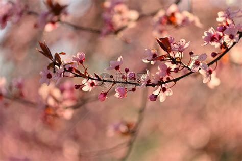 春日樱桃树在大自然中盛开的丰富多彩树花园植物学日本人高清图片下载-正版图片307988735-摄图网