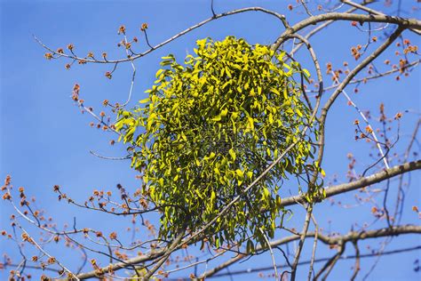 生长在树枝上的寄生植物高清图片下载-正版图片504281415-摄图网