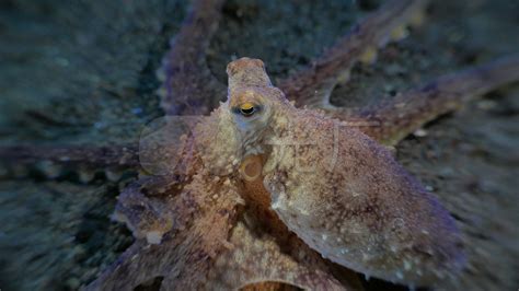 深海中的章鱼高清图片下载-正版图片600660253-摄图网