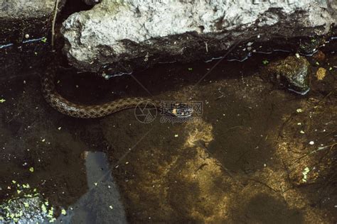 蛇在河里游泳的高角度视图高清图片下载-正版图片502719570-摄图网