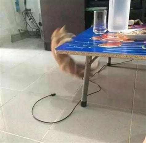 猫咪发现桌子有食物，准备爬上桌子偷吃，没抓稳摔了个四脚朝天|桌子|猫儿|食物_新浪新闻