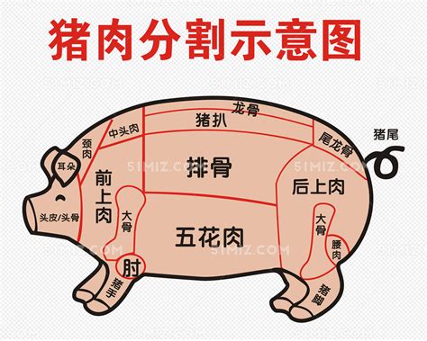 猪肉分割部位图展板CDR素材免费下载_红动中国