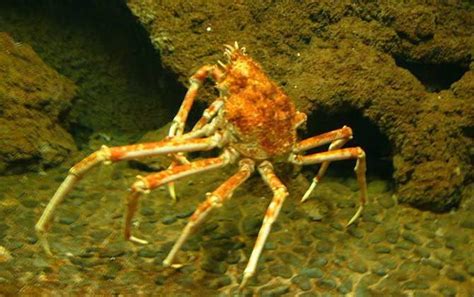 螃蟹大全-涵盖世界上13种，快来看看你认识多少种吧_爪子_身体_珍宝