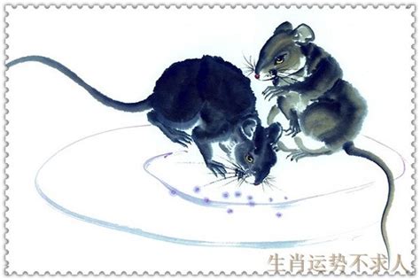 龙猪鼠一家三口合不合 家里有三个属相鼠的好不好_生肖_若朴堂文化