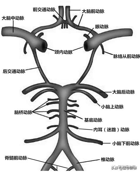 【脑血管名词辨析】胼周动脉 胼缘动脉 - 脑医汇 - 神外资讯 - 神介资讯