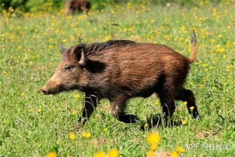 野猪 Sus scrofa - 专题库 - 国家动物标本资源共享平台