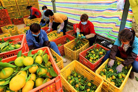 柑橘成熟季 果农采摘忙 - 汉中市汉台区人民政府
