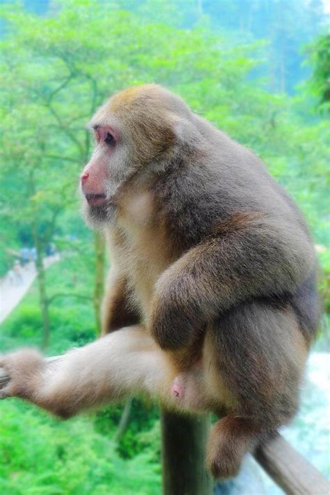 科学网—巧遇黄山短尾猴 - 管克英的博文