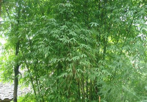 前十名名贵竹子品种图片-绿宝园林网