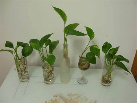 盆栽花卉养殖方法和注意事项(常见花卉养殖诀窍)