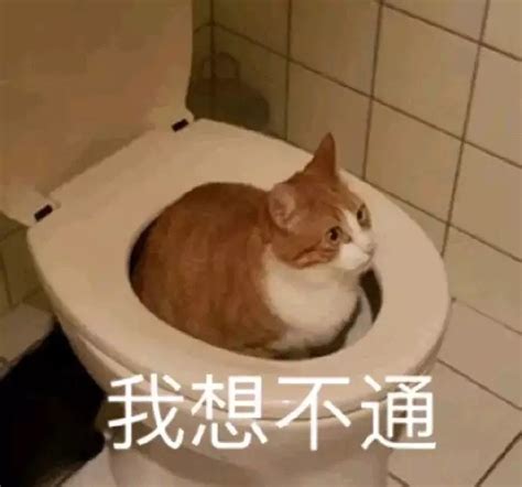 表情包我不理解图片