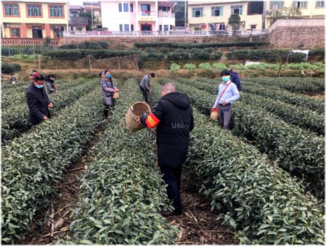 2020年春季全国绿茶产销形式分析_说茶传媒