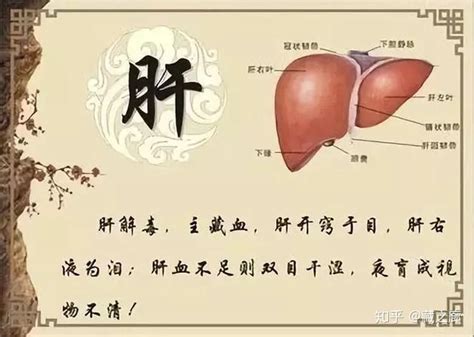 肝脏机制图,肝图,肝分段图(第4页)_大山谷图库
