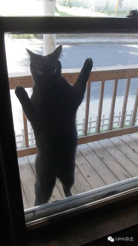 如果把猫咪关在门外，它会不停地喵喵叫，你知道是什么原因吗？