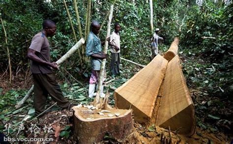 刚果(金)居民滥伐导致热带雨林严重消失 - 科学探索 - 华声论坛