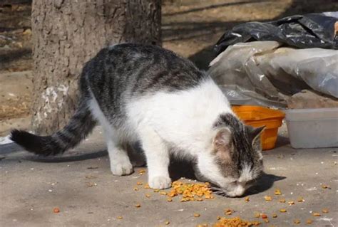给流浪猫喂食高清图片下载-正版图片507111462-摄图网