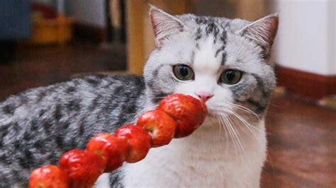 猫咪能吃水果不 猫咪的水果餐哪些水果是可以食用的-四得网