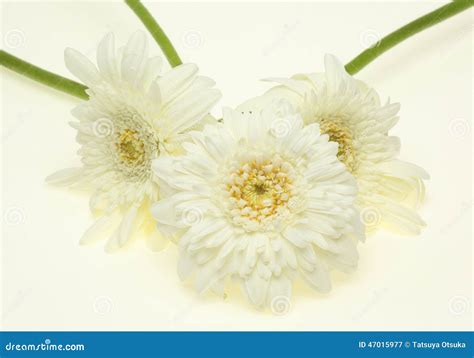 Transvaal Daisy in a White Background Stock Image - Image of nature ...