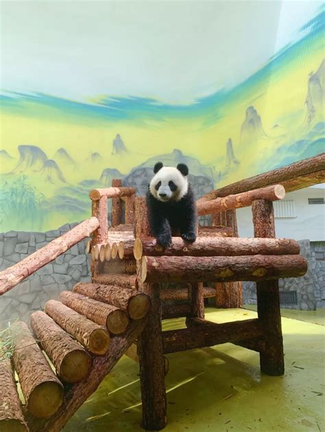 莫斯科动物园：观赏大熊猫“如意”和“丁丁”的游客络绎不绝
