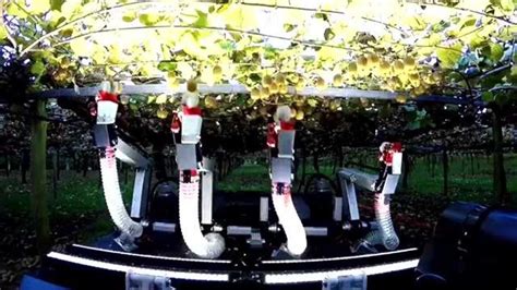 新西兰开始用机器人摘猕猴桃了，感受科技农业高效作业，这设备看着太高级了