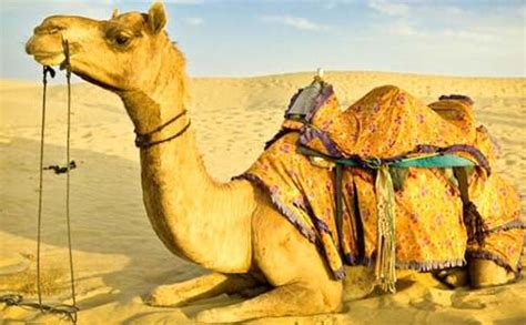 画一百头骆驼人生哲理故事