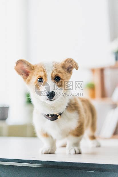 切尔·贝尔森 的图像结果