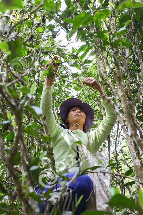 那些年我们走过的茶山，你还记得吗？-爱普茶网,最新茶资讯网站,https://www.ipucha.com