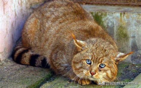 曾在浙江消失30多年的小灵猫，两度现身乌岩岭保护区_生物_多样性_动物