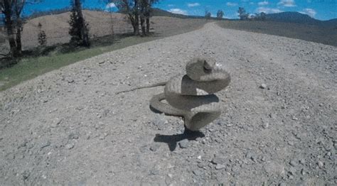 世界上第二毒的毒蛇，为什么比第一毒的蛇更可怕？_眼镜蛇_澳洲_攀蛇