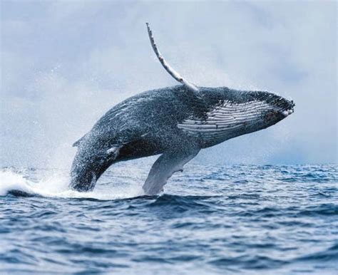 蓝鲸为什么能长这么大 蓝鲸存在于地球多少年了_法库传媒网