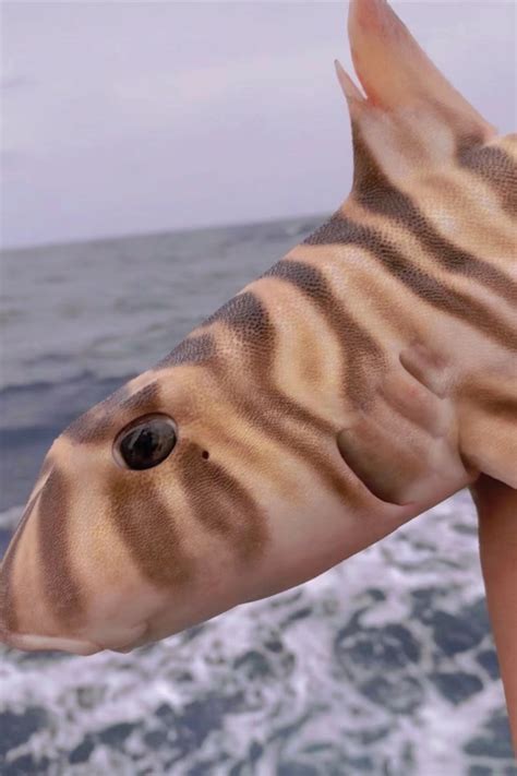 窄纹虎鲨、狗鲨、Heterodontus zebra_狭纹虎鲨_海富瑜